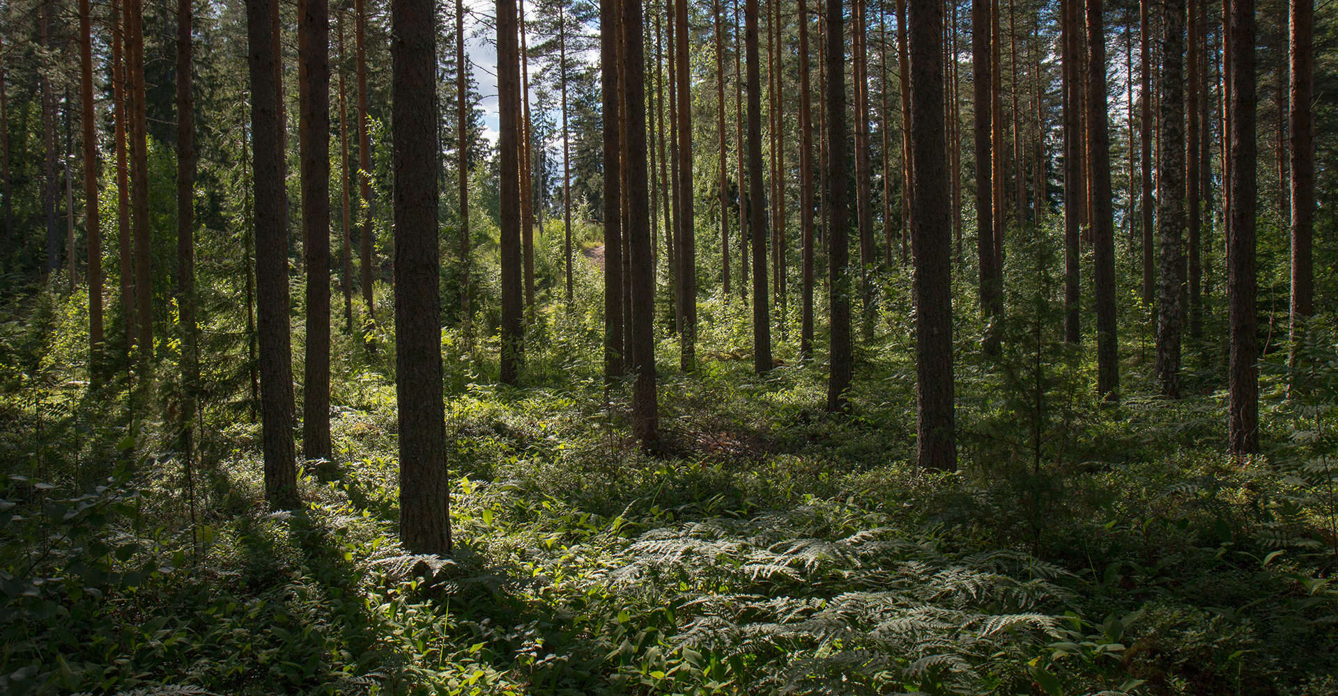 Wald – Symbolbild für Nachhaltigkeit der Mila-wall Produkte von MBA